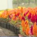 15 ezer tő színpompás virágot ültetnek ki