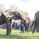 Elefántok érkeztek a Vörösmarty térre (2019.04.17.)